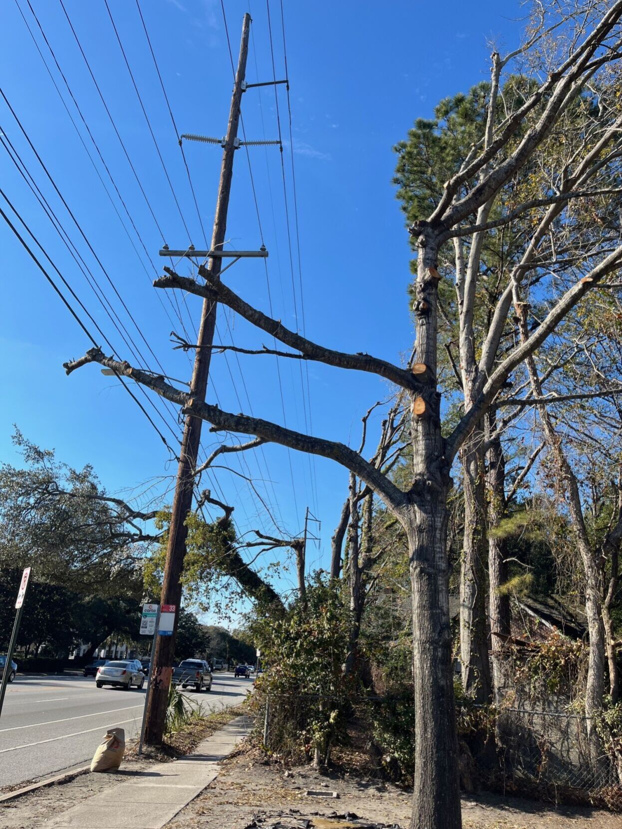Dominion Tree Dominion trims Charleston trees to accommodate power lines