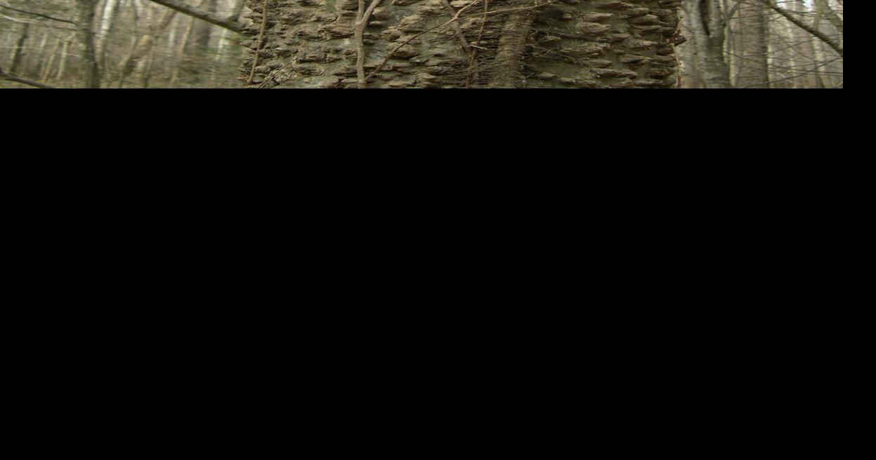 Mystery Plant: The rough, warty tree