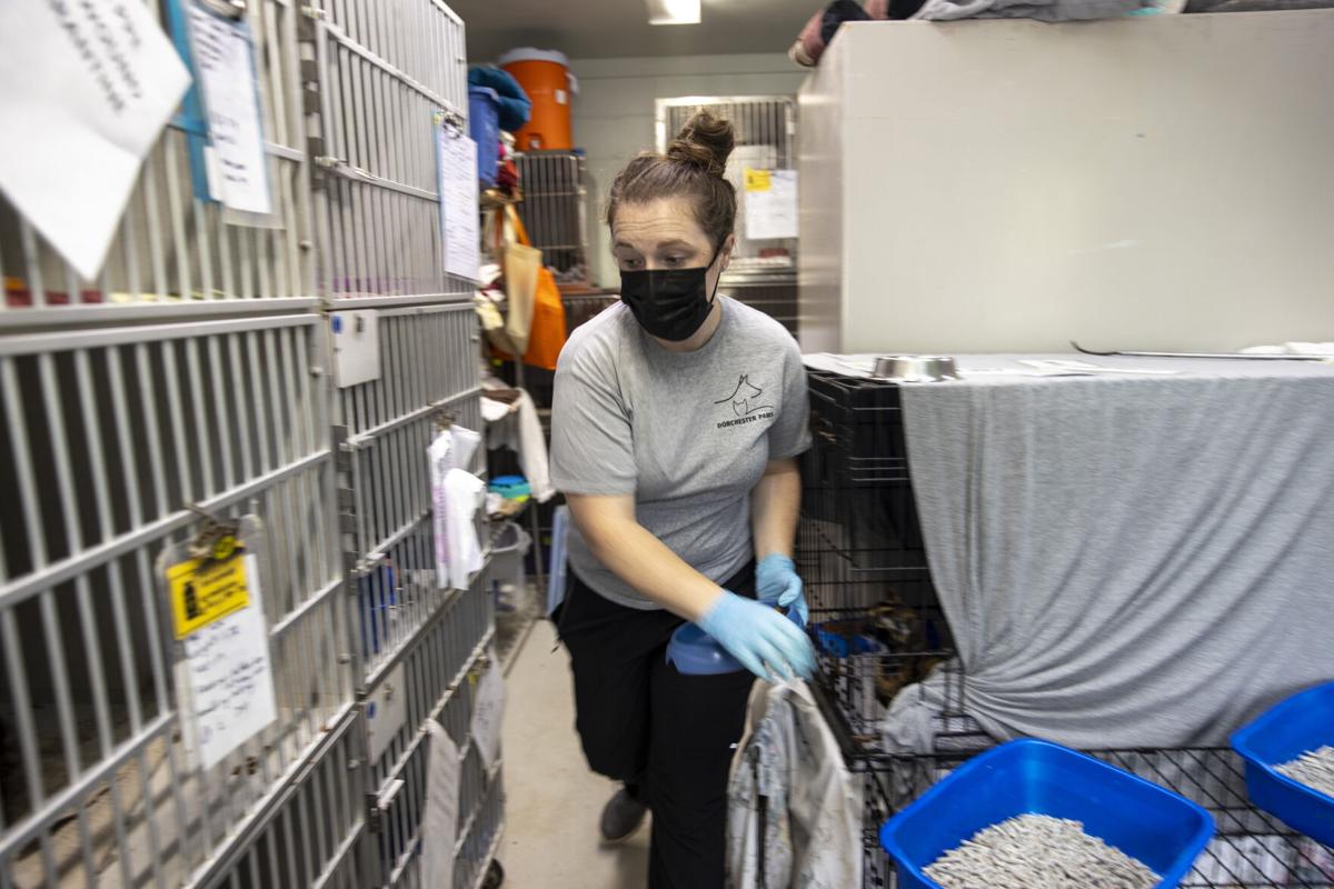 dorchester paws PRINT LEDE.JPG