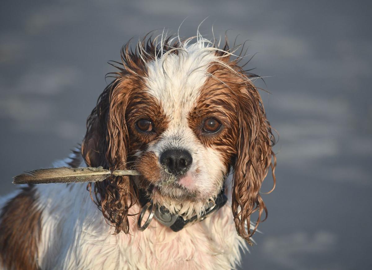 Reader Photos Dog Days Your Photos Postandcourier Com