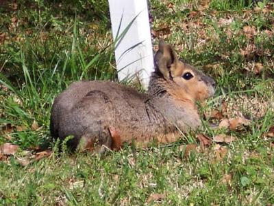 Large, rabbit-like creature hopping around Summerville