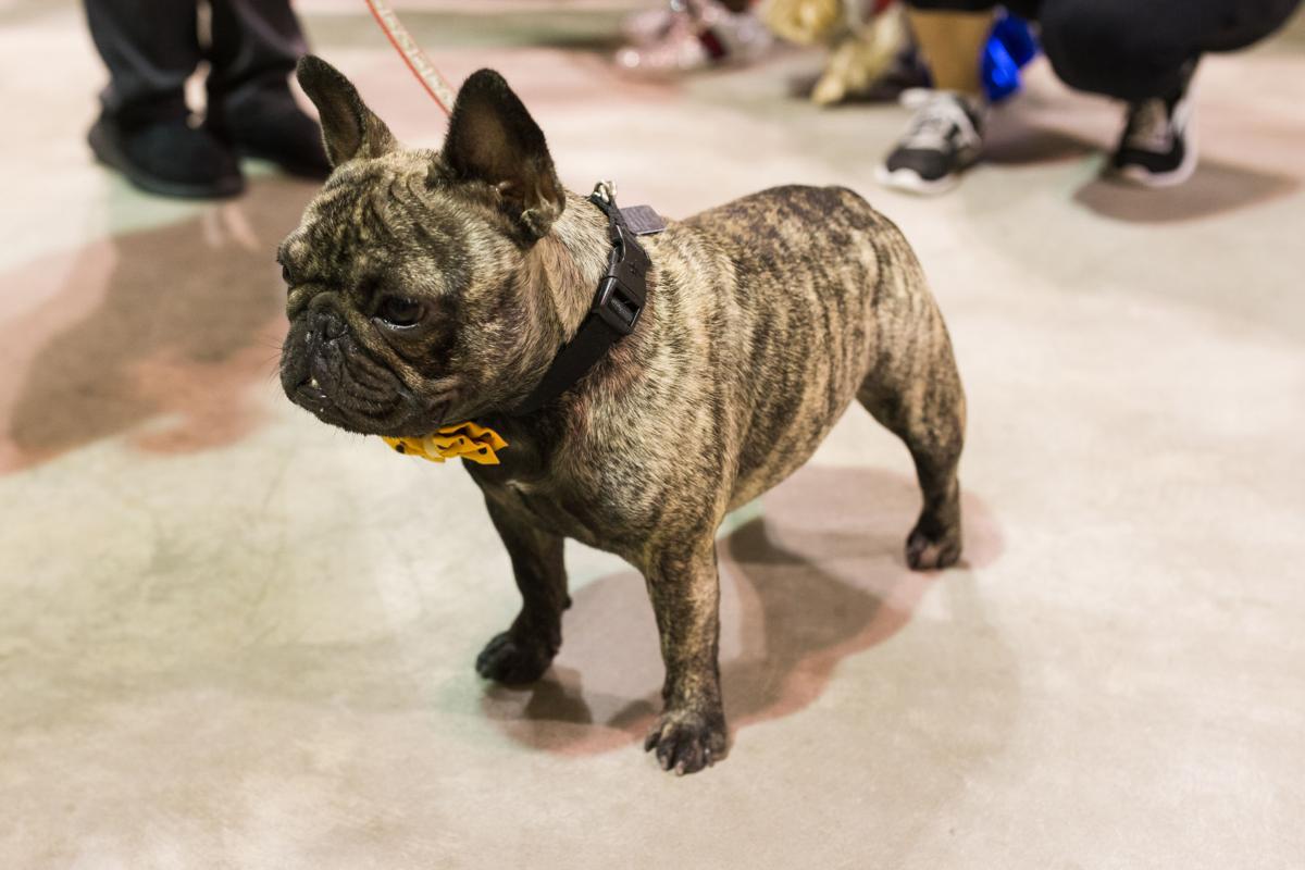 Pet Expo-October 14, 2017-499