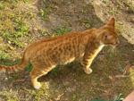 styrocat