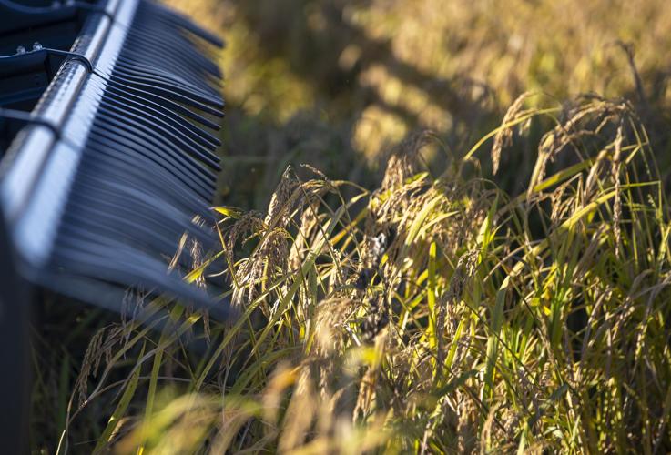 Farmers across SC and NC strive to save Carolina Gold rice