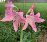 Gardening column: July blooms perk up a summer garden