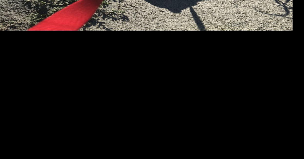 All dogs may require licensing for Isle of Palms beaches and parks Community News