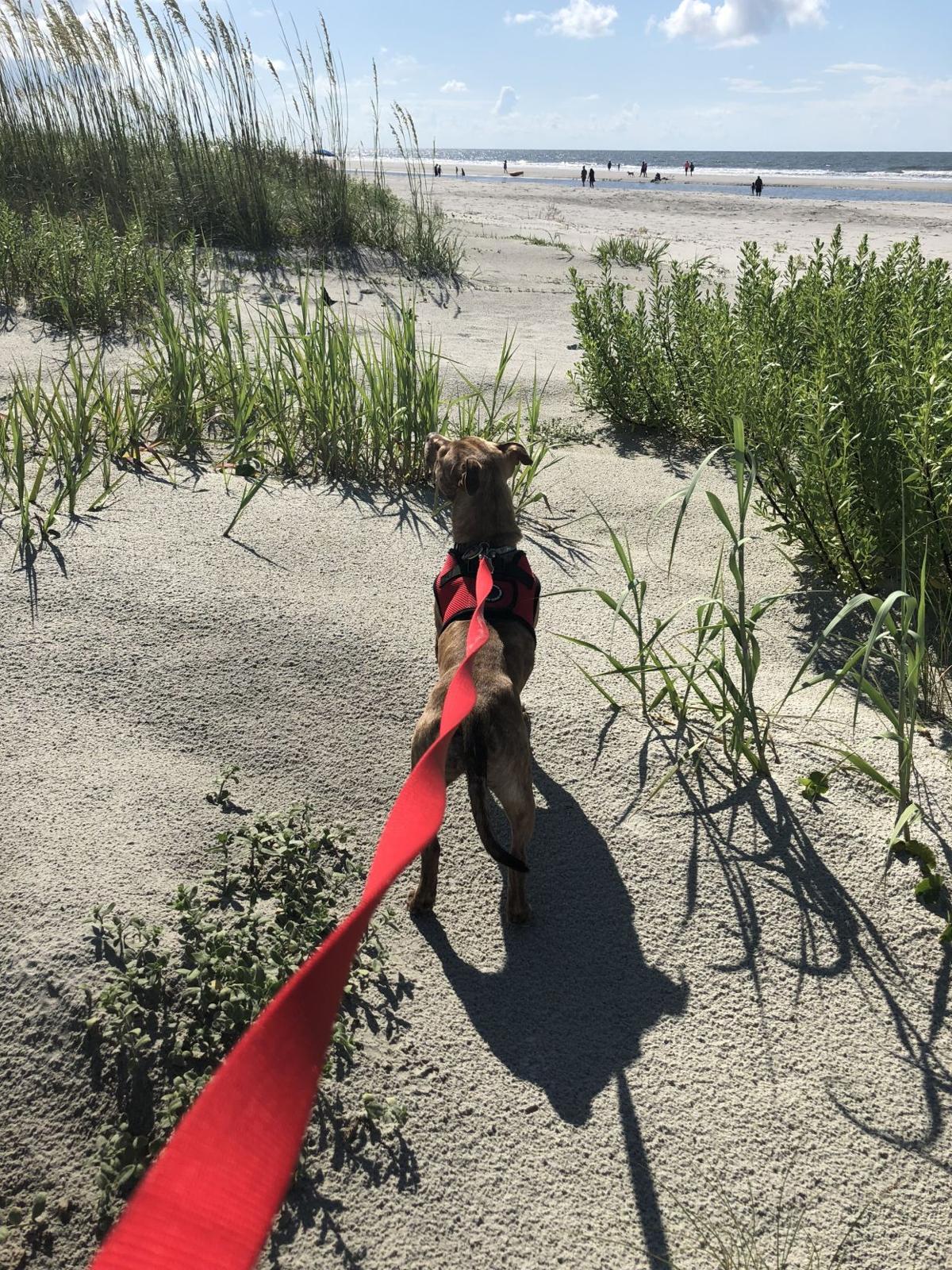 All dogs may require licensing for Isle of Palms beaches and parks