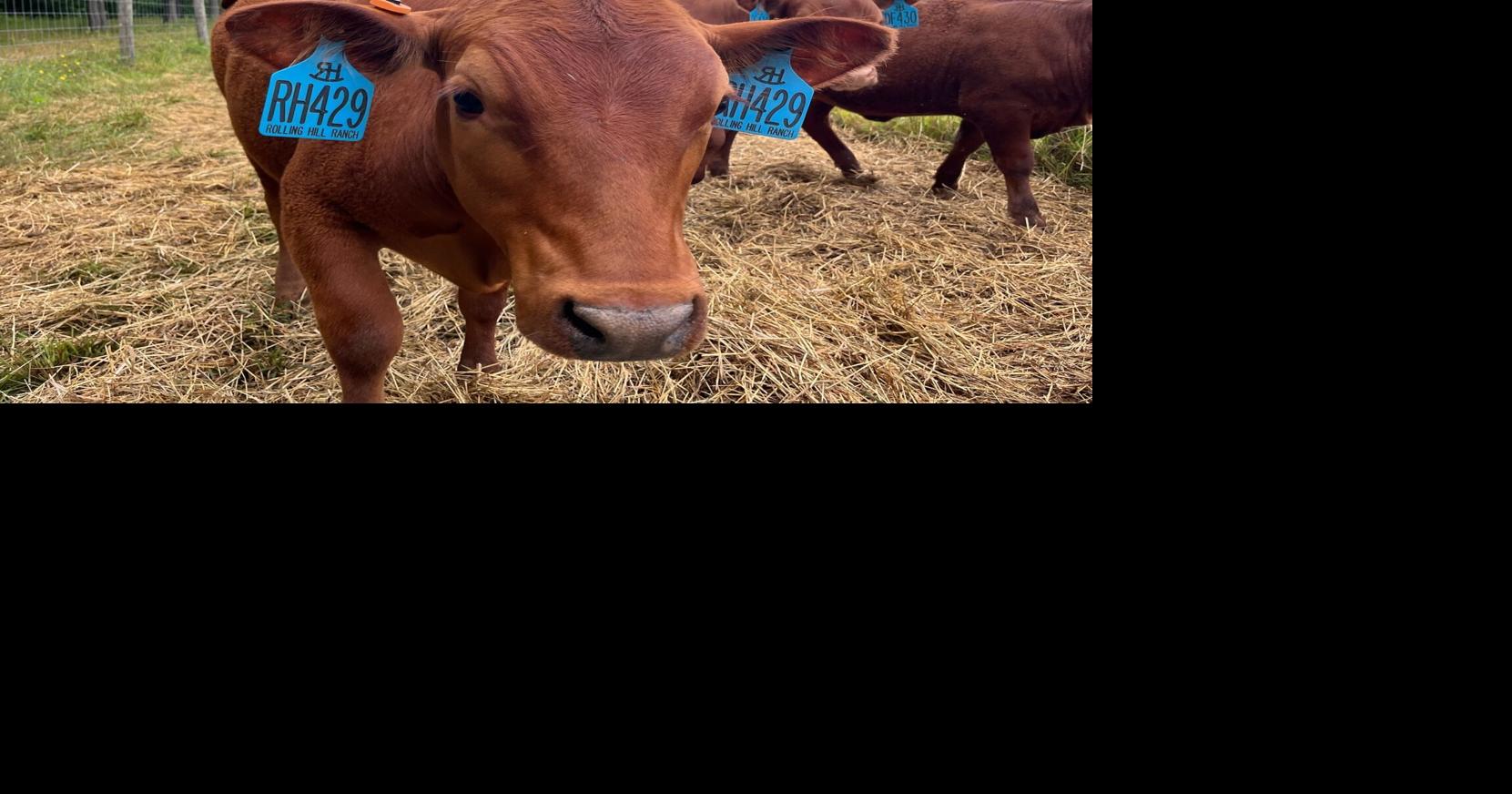 Southern cows for Southern summers? Special breeds may be the answer for some farmers.