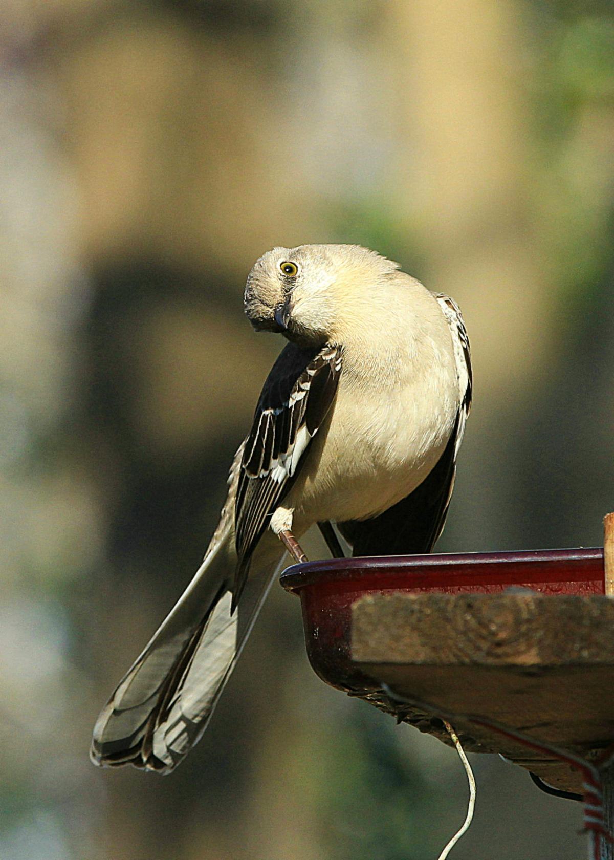 Ross-Almers Bird.jpg