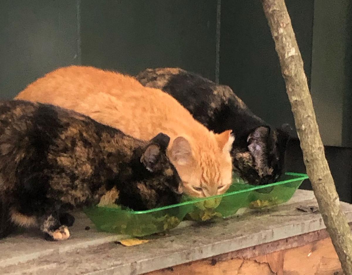 Feral Cat Helpers Aims To Open Clinic To Celebrate Fifth