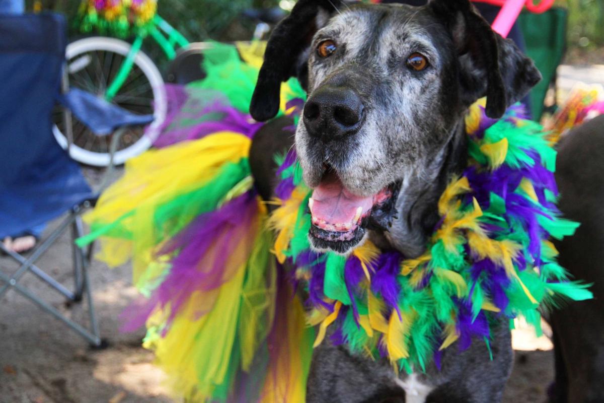 Mardi Gras Pawrade