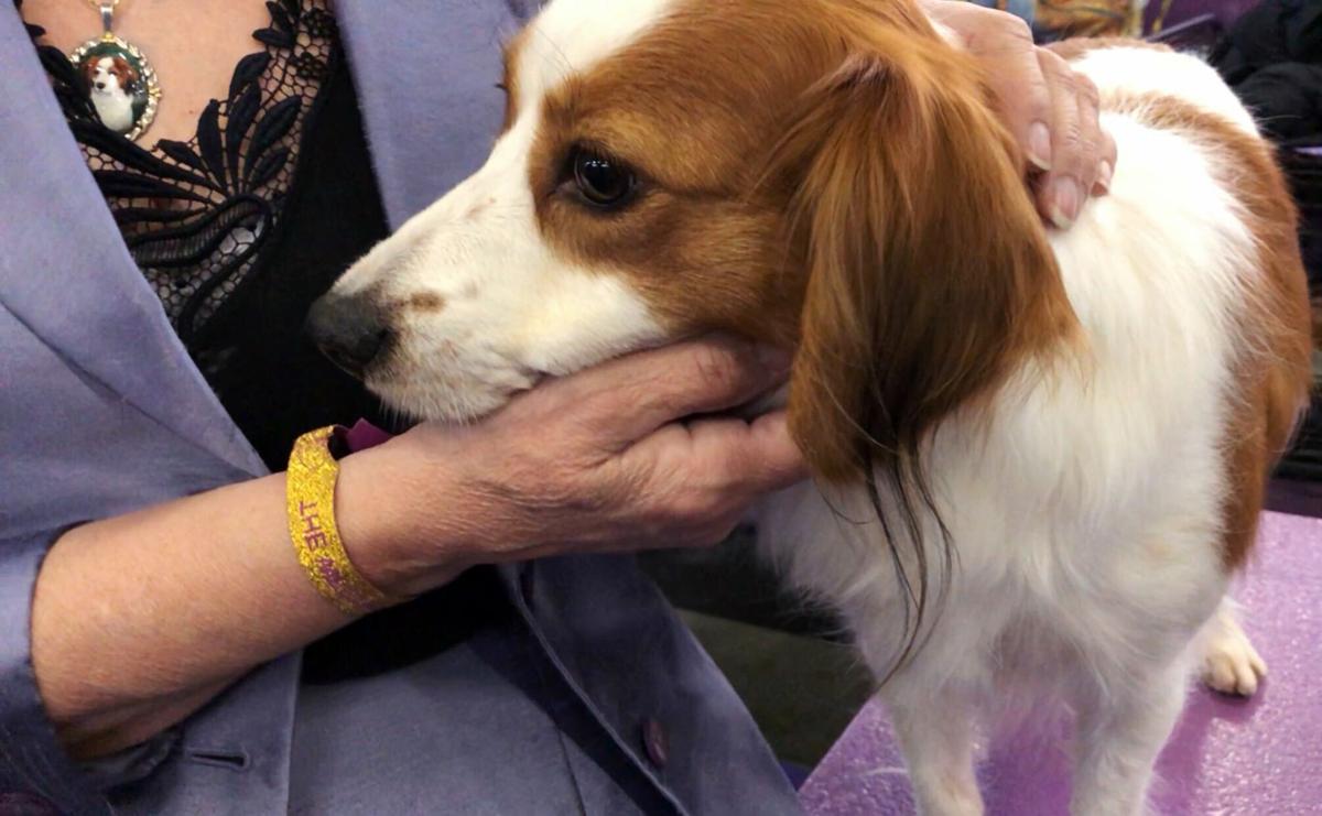 Westminster Dog Show