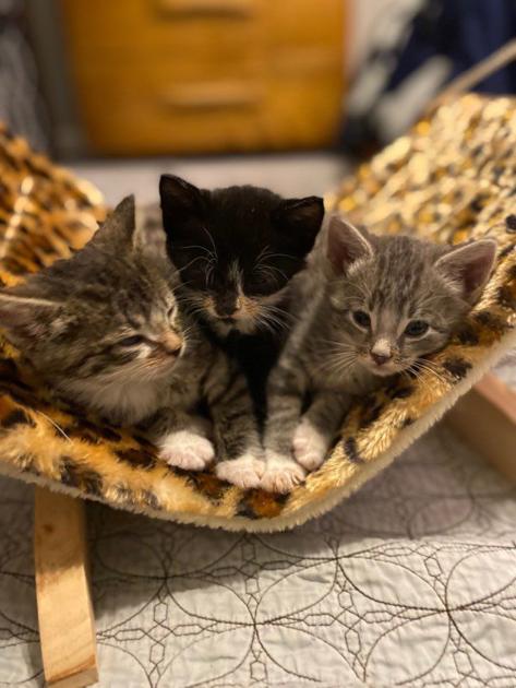 Feral Cat Helpers Aims To Open Clinic To Celebrate Fifth