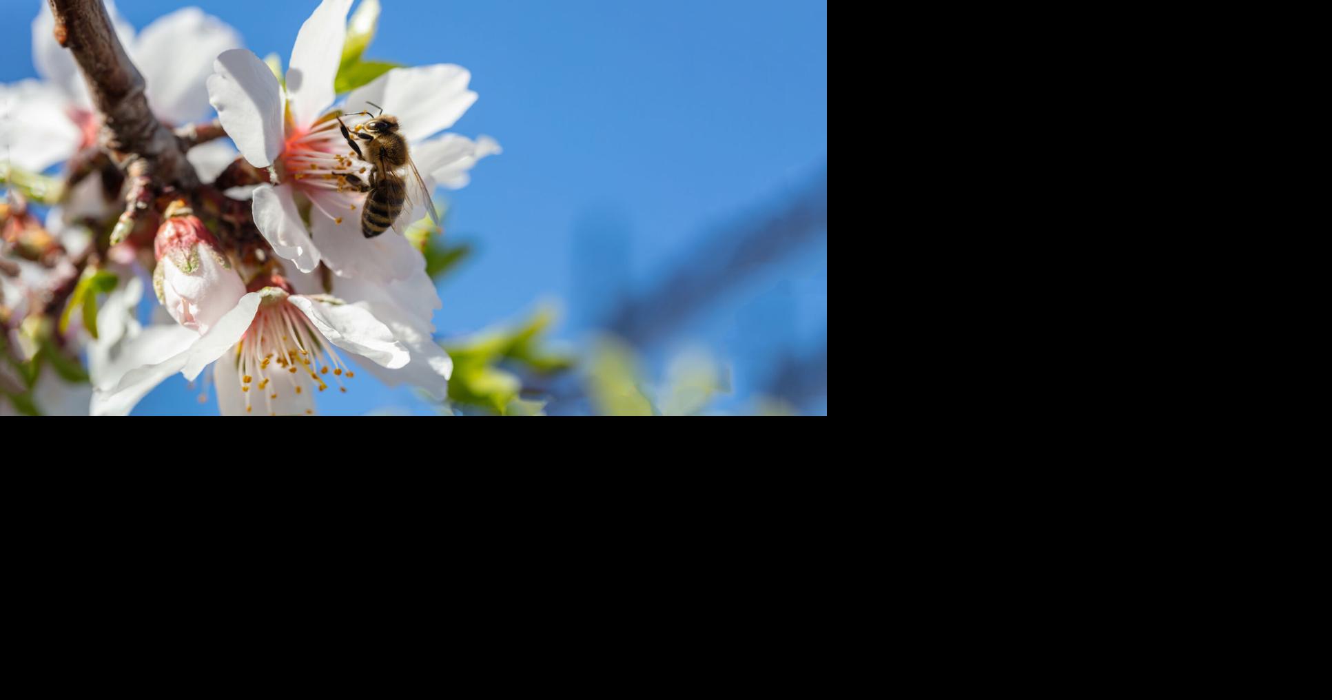 BOMMER'S BEES: Beekeepers preparing for almond pollination in California