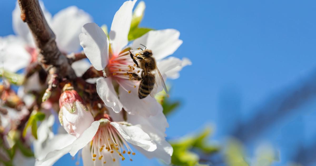 Pollinators Vip BOMMER'S BEES: Beekeepers preparing for almond pollination in California