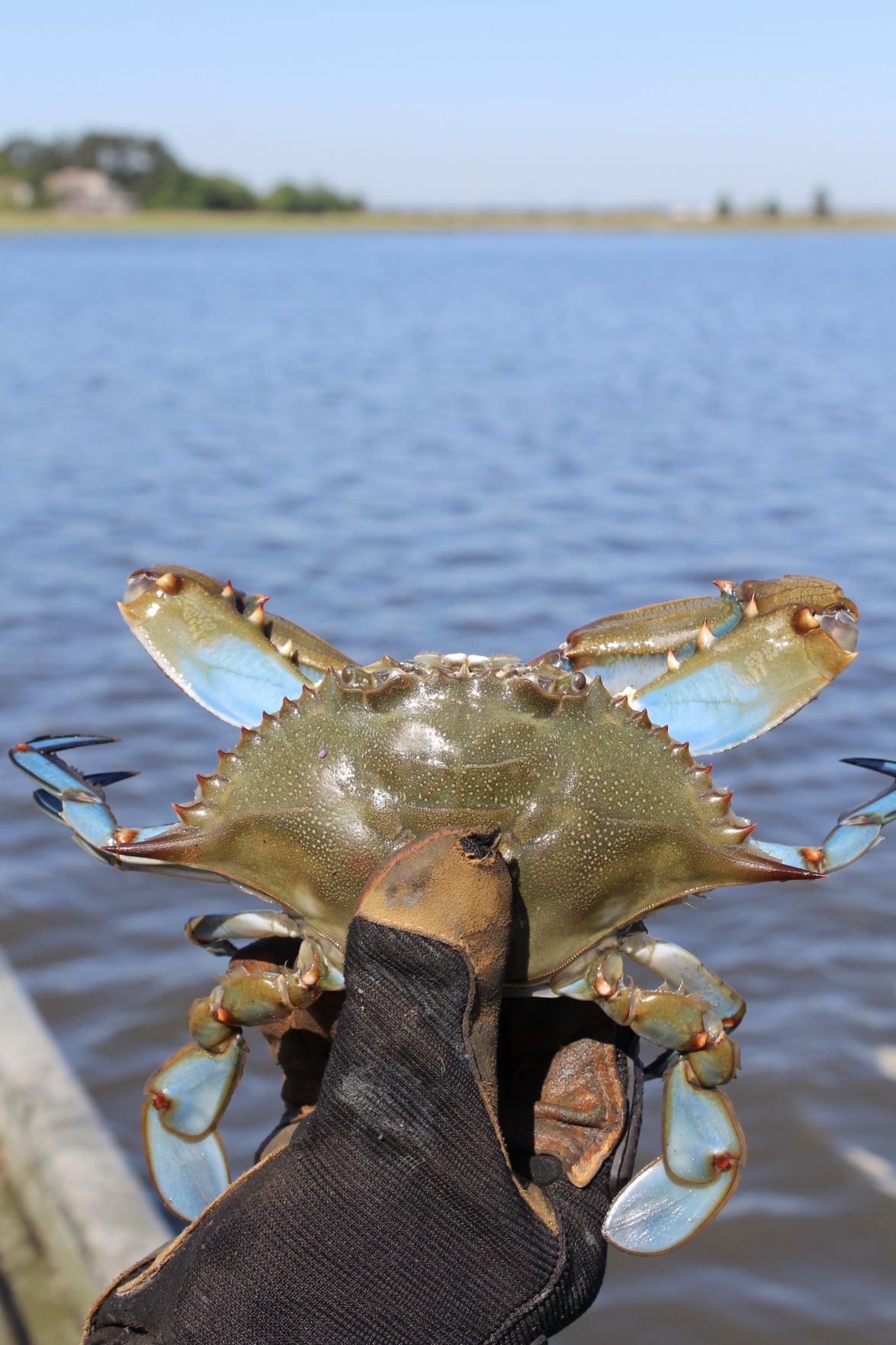 Softshell crab season is 'the start of all the good stuff' News