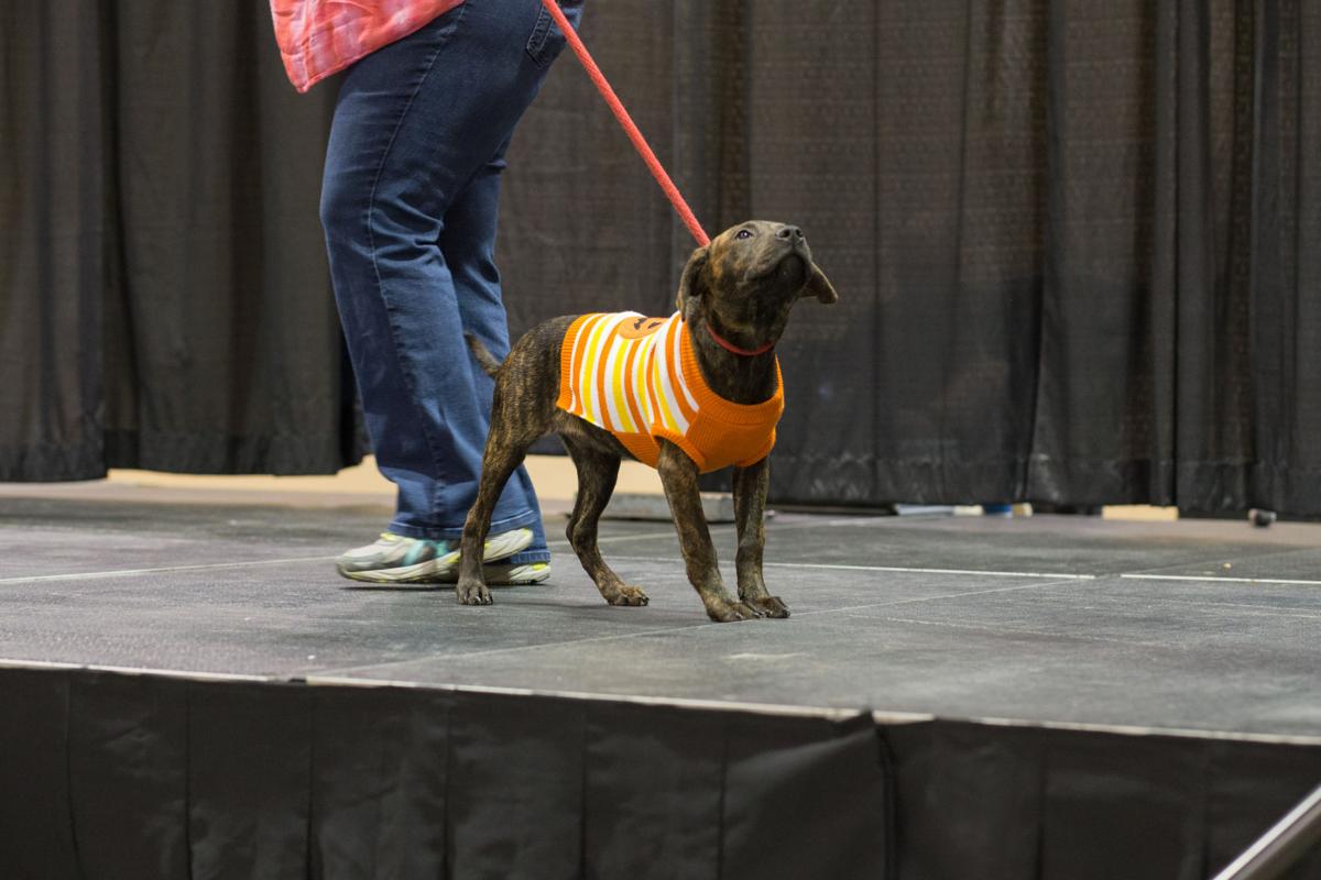 Pet Expo-October 14, 2017-915