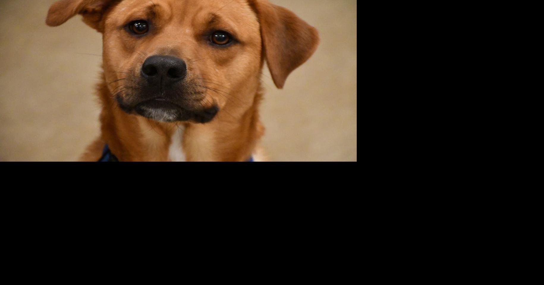 CAS launches program for large dogs in Berkeley County
