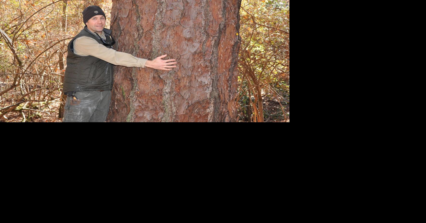 Pine Country: Bringing Back Longleaf Pine Forests