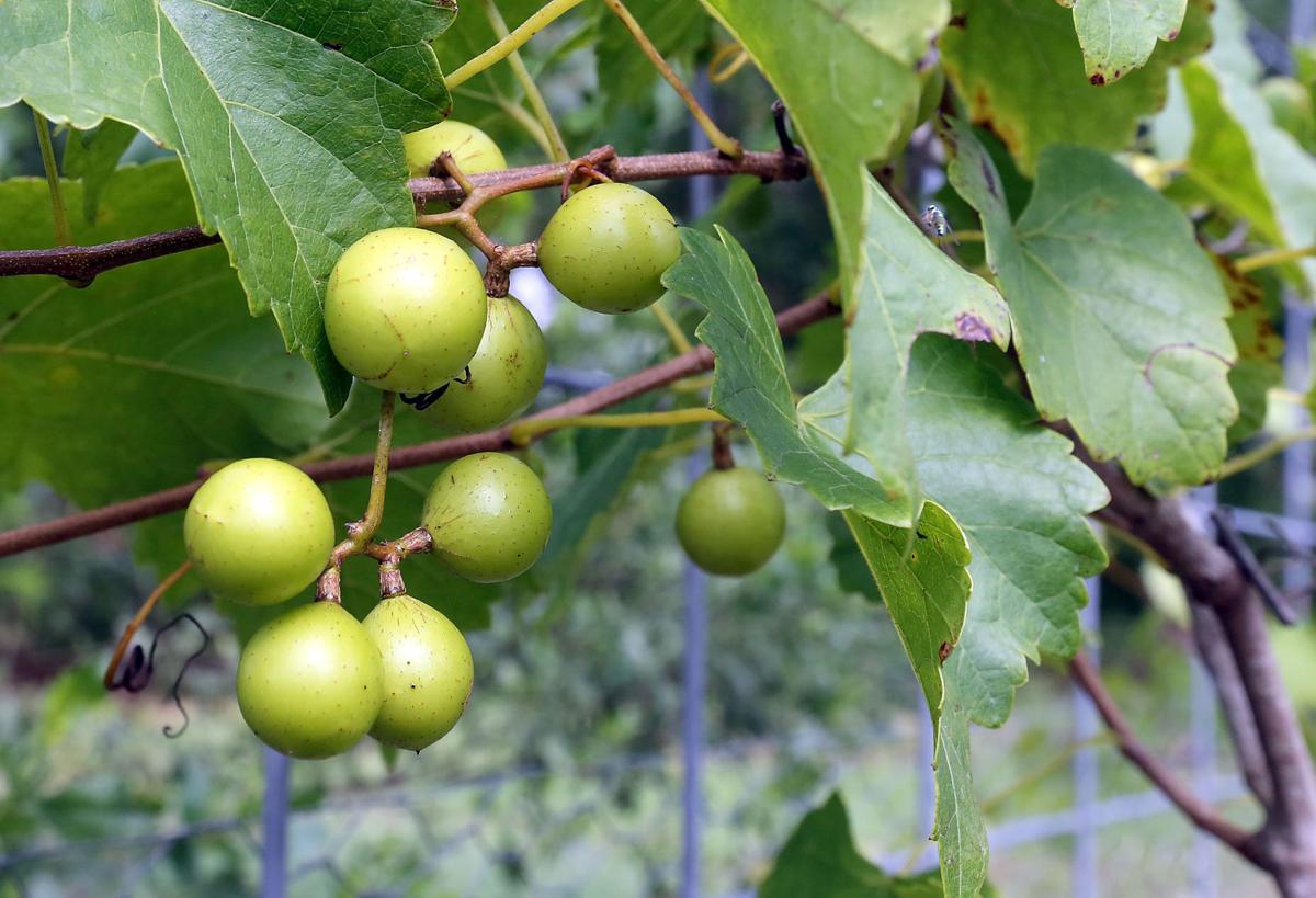 Permaculture