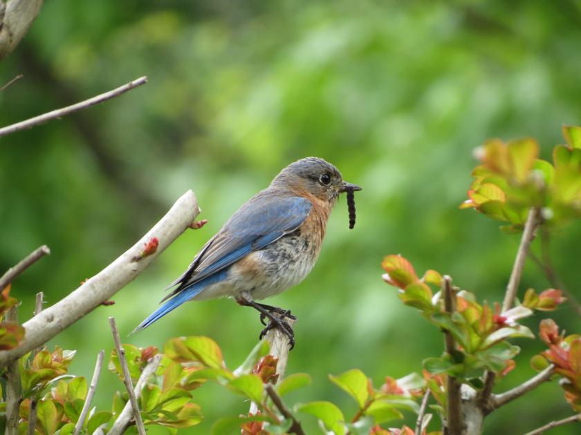 Photo Pick Of The Week Backyard Birds Features Postandcourier Com