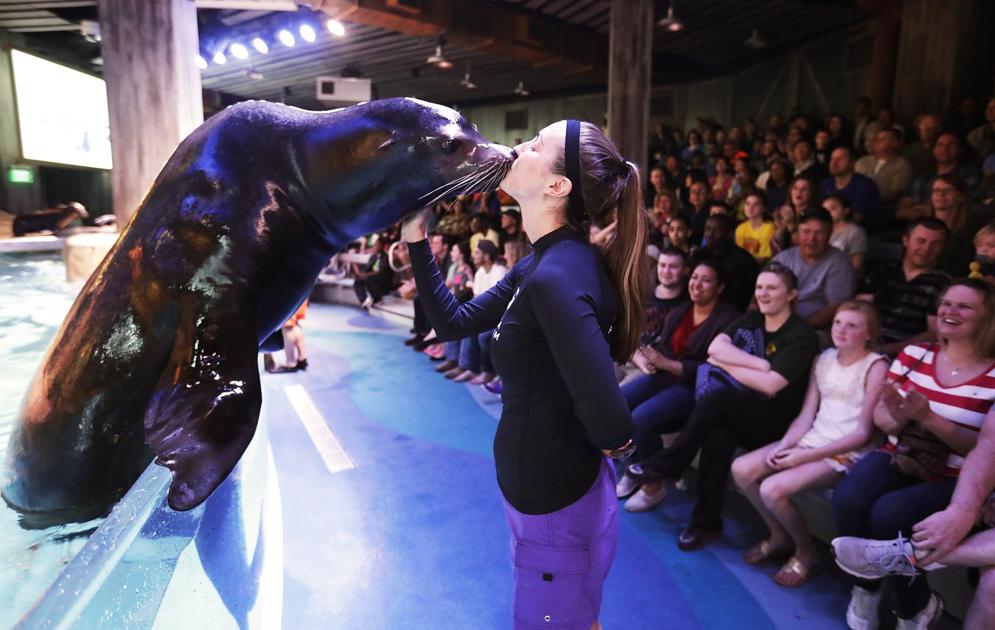 sea lion exhibit making a splash in