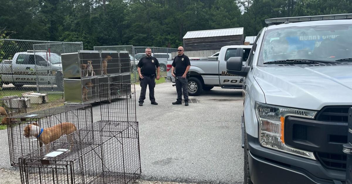 30 Dogs Rescued From Alleged Fighting Ring Run By Horry County Man 30-dogs-rescued-from-alleged-fighting-ring-run-by-horry-county-man