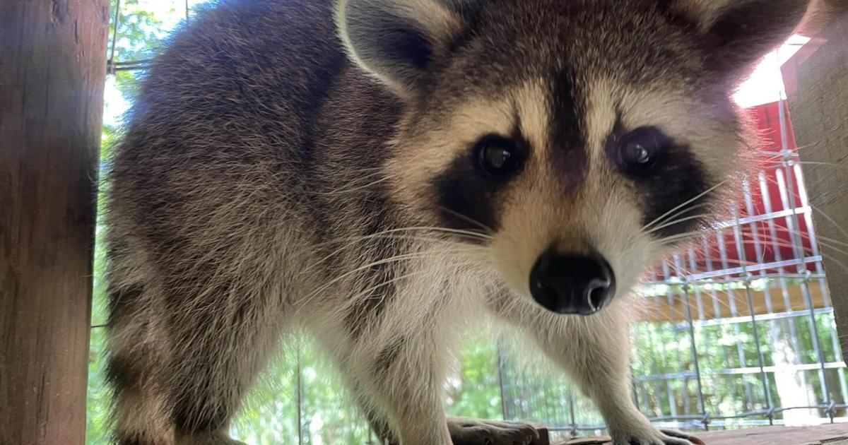Alert Racoon DHEC issues raccoon alert