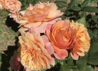 Gardening: Cultivating roses worth the challenges