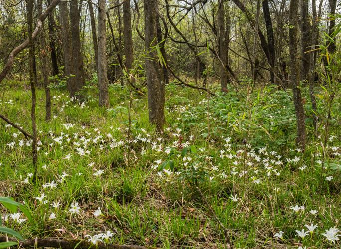 12,000 acres preserved in fastdeveloping part of SC Hilton Head