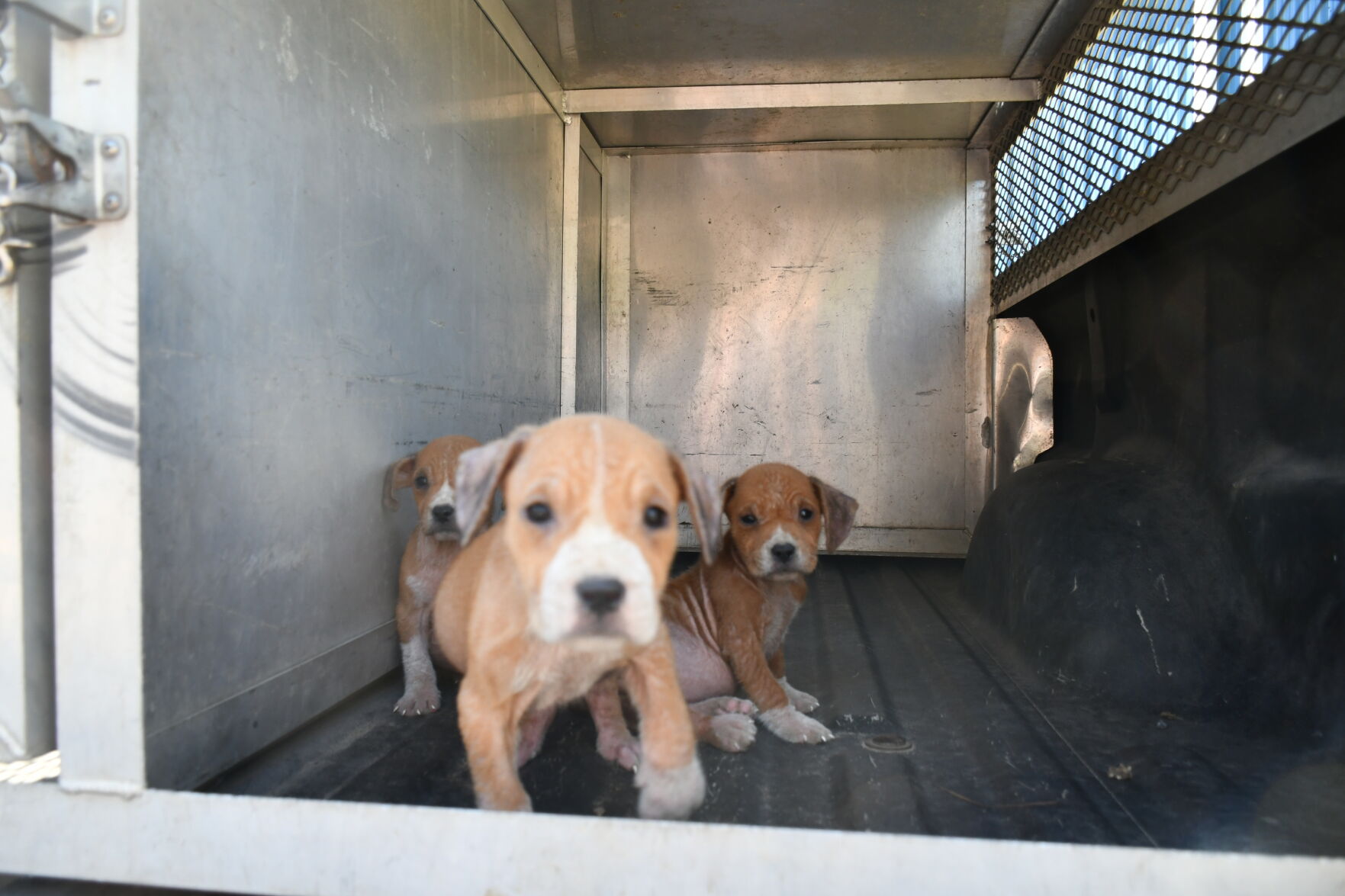 Berkeley County Animal Center is already over capacity