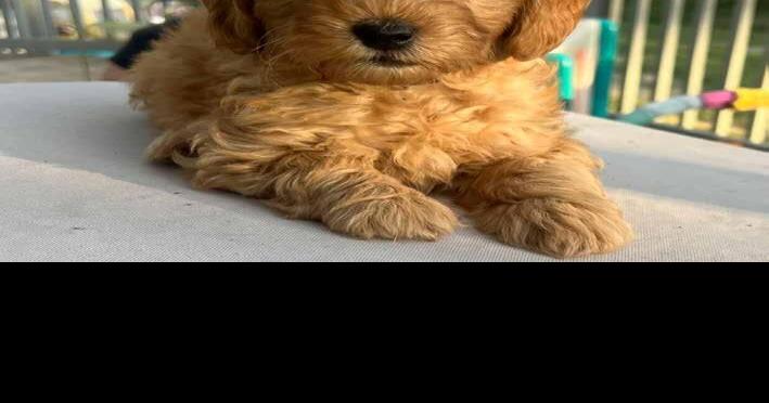 Bodie the Goldendoodle