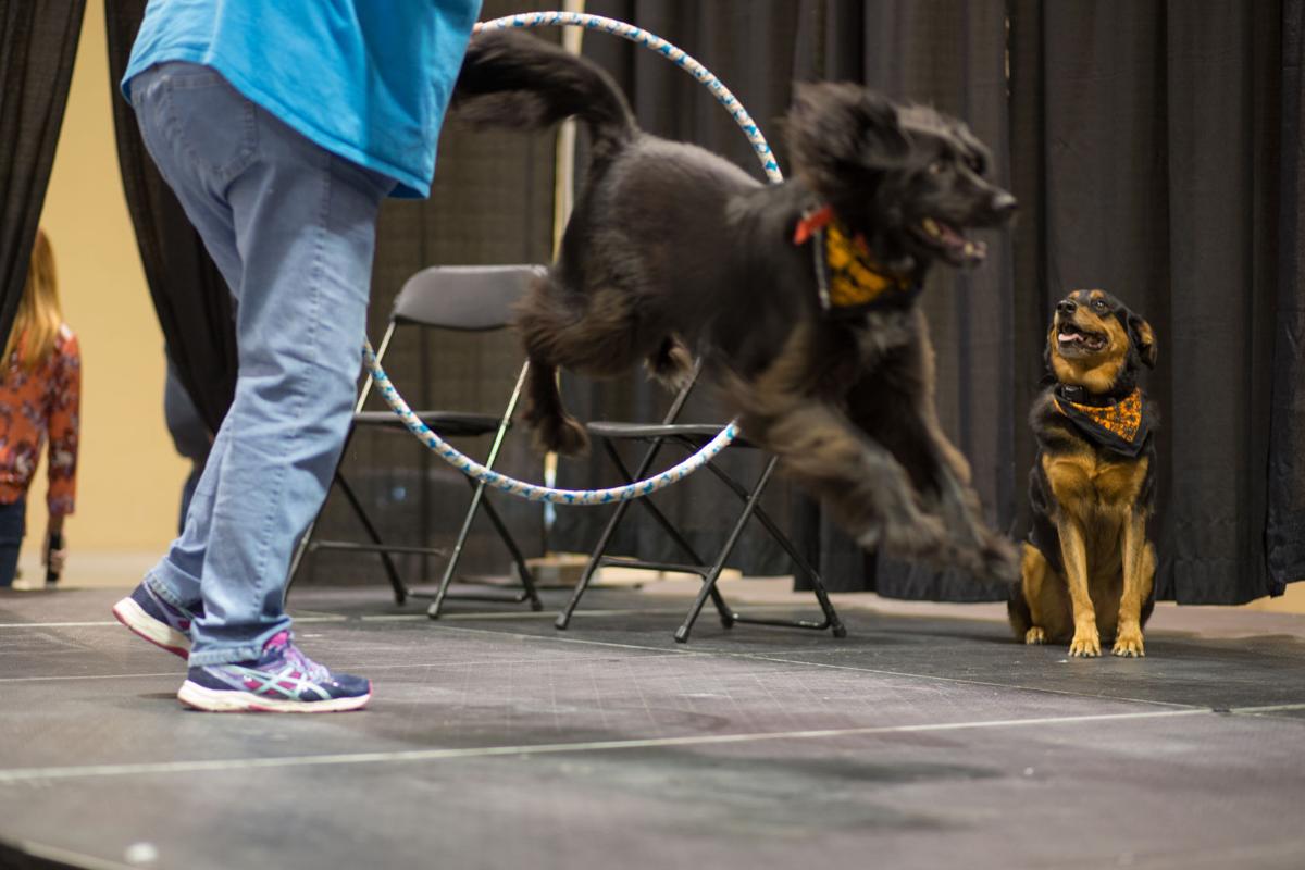 Pet Expo-October 14, 2017-314
