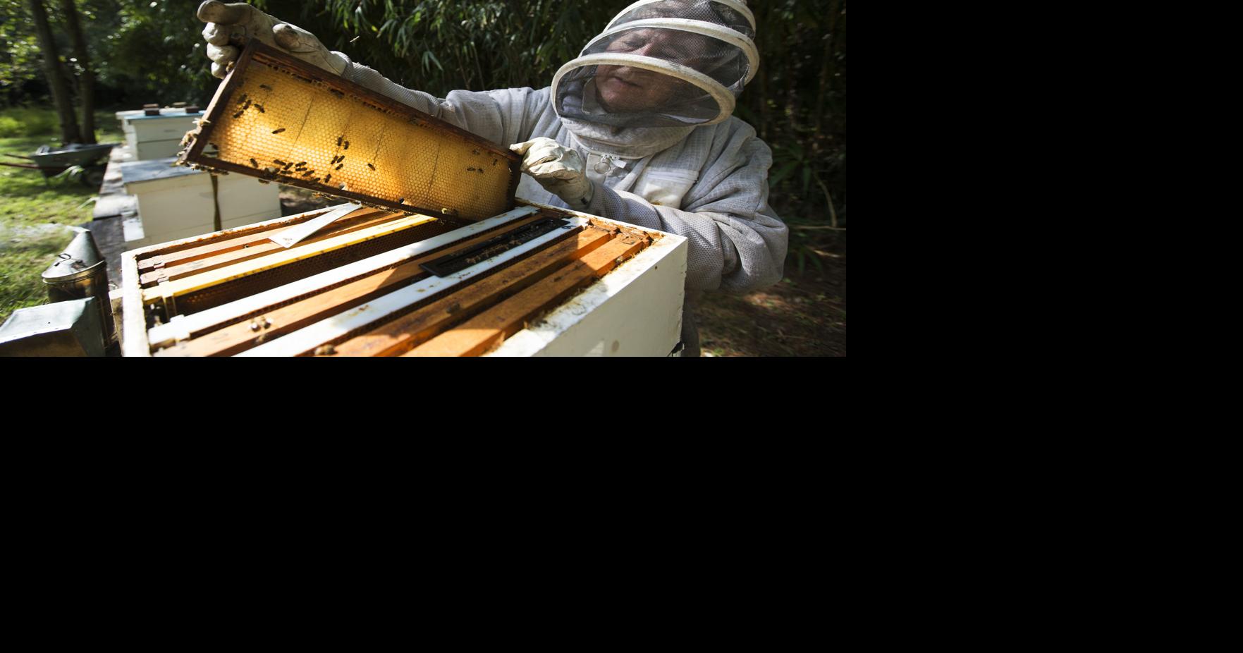 BOMMER'S BEES: New beekeepers are learning about their bees