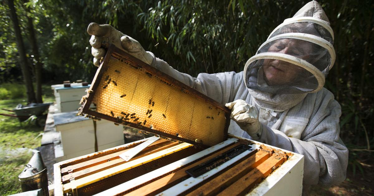 Bee Vip BOMMER'S BEES: New beekeepers are learning about their bees