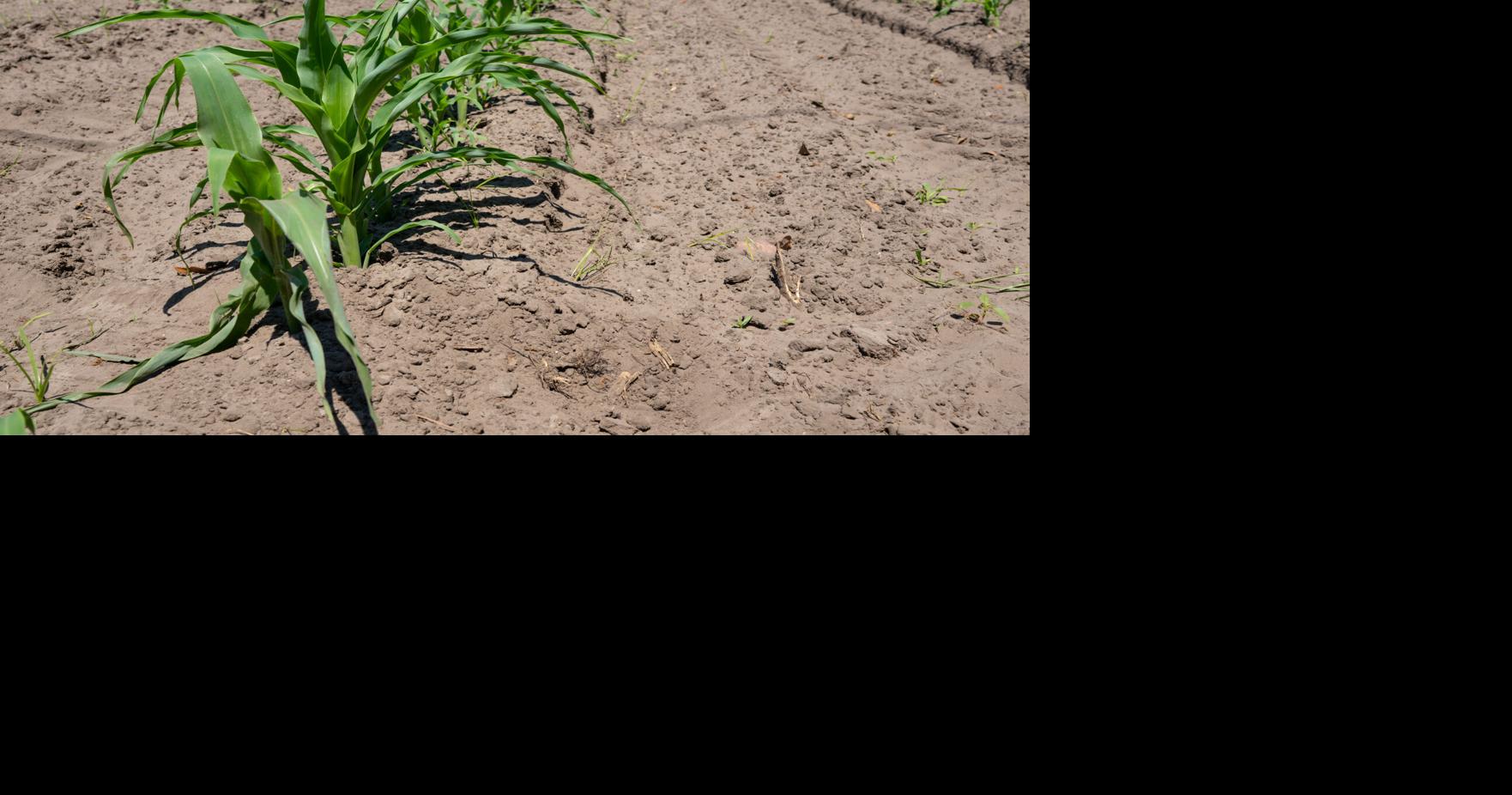 Farmers in most SC counties now eligible for federal aid due to drought conditions