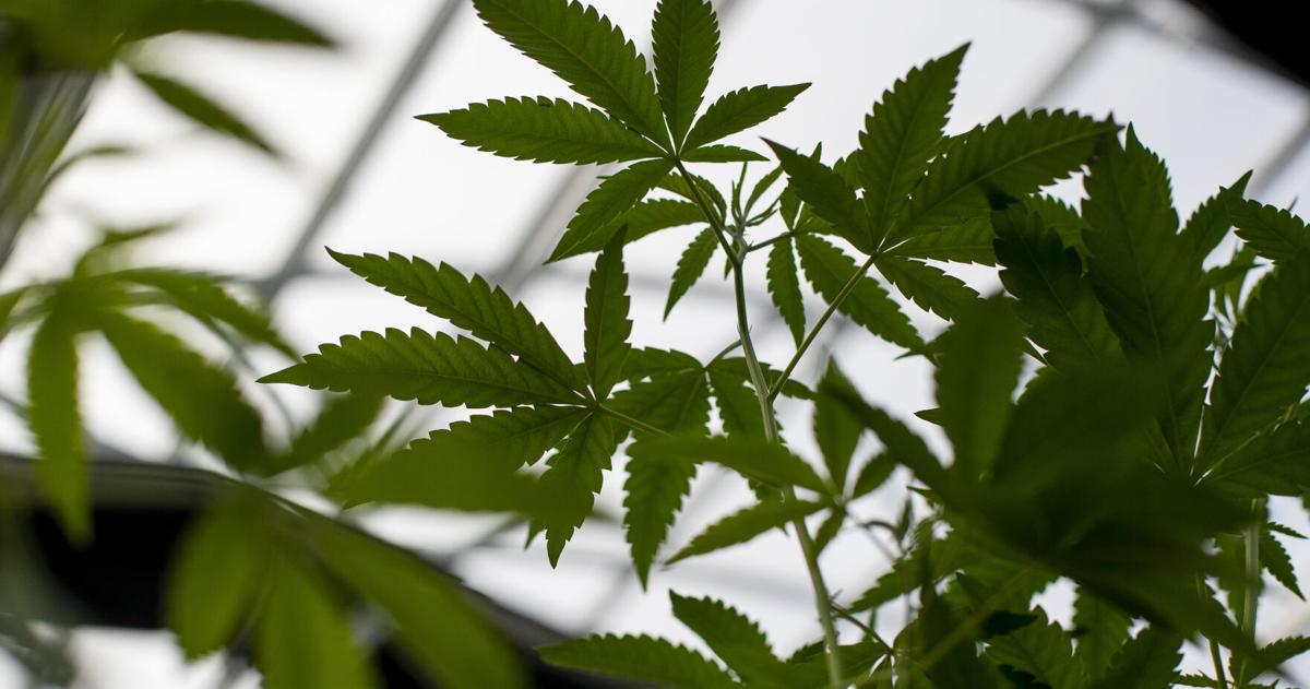 SC lawmakers consider regulating hemp-derived products for those under 21 as Congress moves ahead