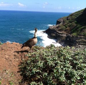 09-27-26 NENE 2026 Hawaiian Goose whit gibbons 1775 2.jpg