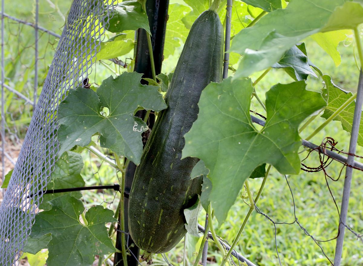 Permaculture