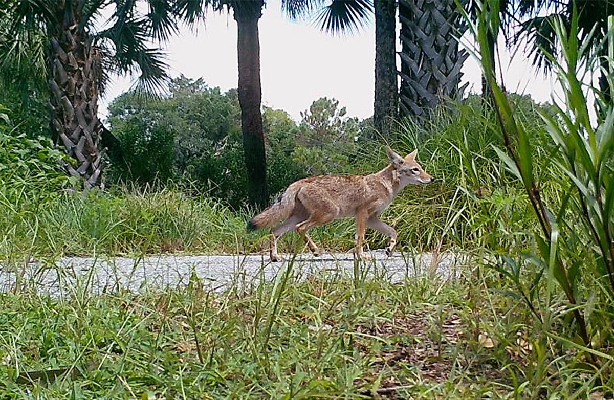 Can Isle Of Palms Outsmart Its Wily Coyotes News