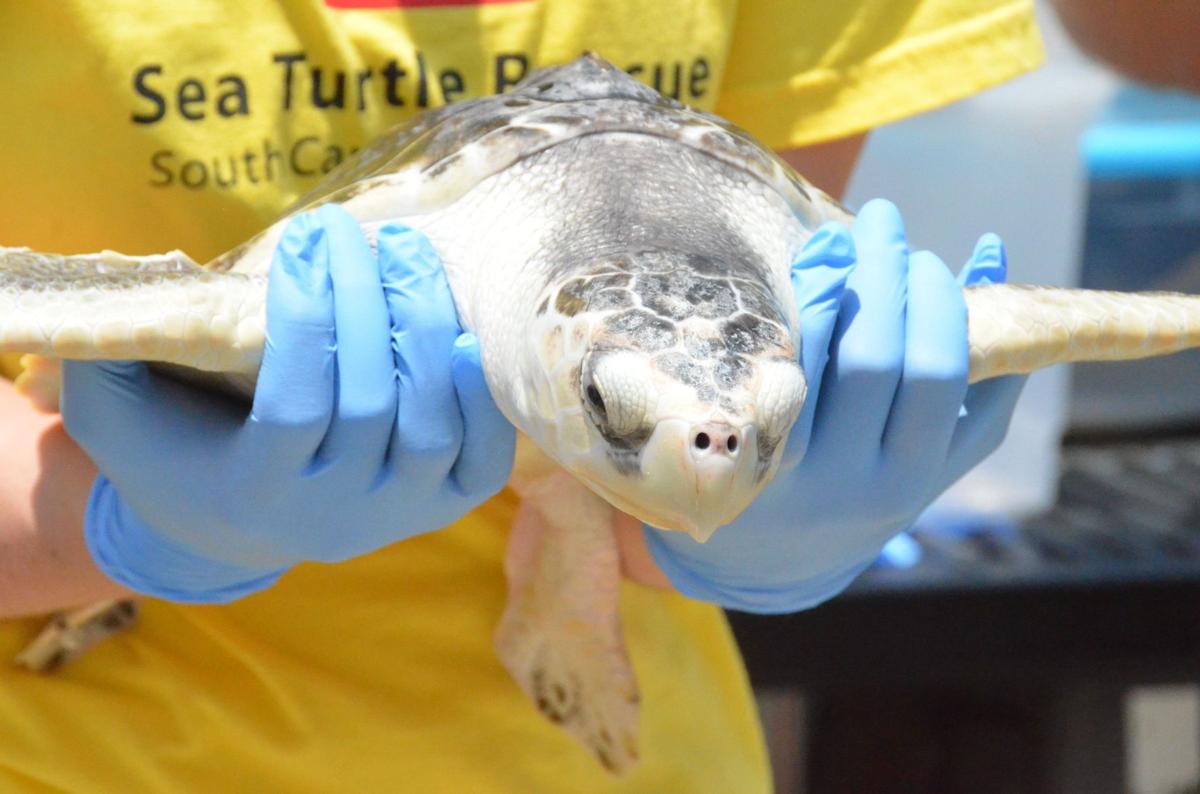 SC Aquarium releases six rehabbed sea turtles