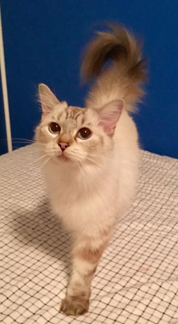 Pet Docs Keeping Cats Hydrated On Good Diet Can Prevent Painful