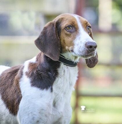 Dog of the Week