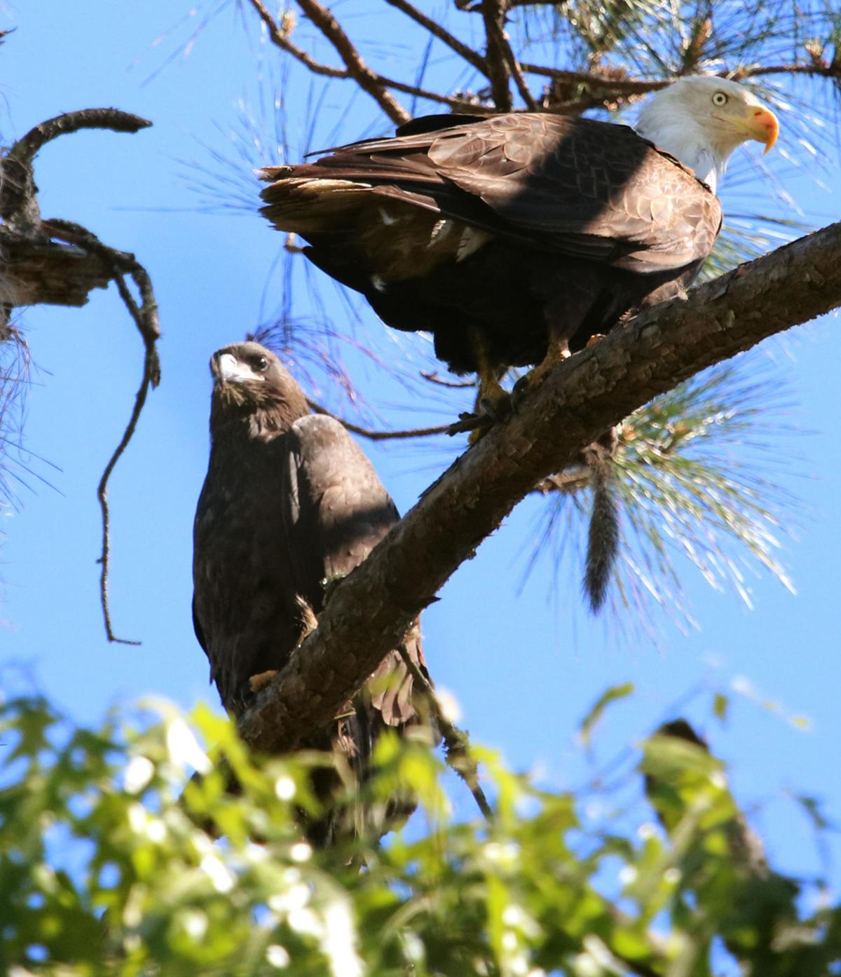 SC eagle population soars as Endangered Species Act challenged News