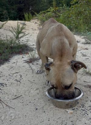 Eddie Eating.jfif
