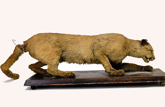carolina panther growl sound carolina panther growl sound