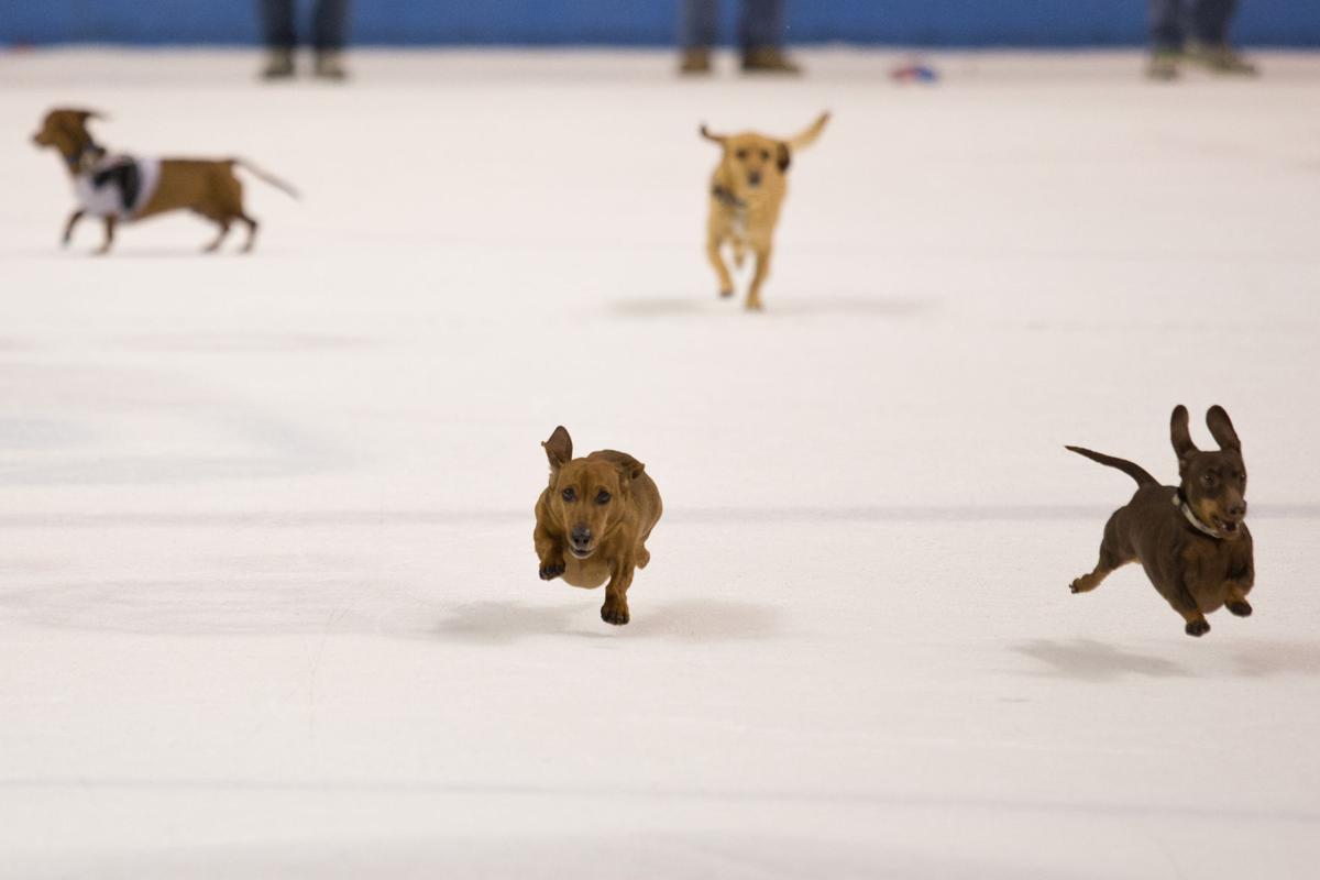 Pucks Pride Plates And Paws Lead The Way For An Eventful