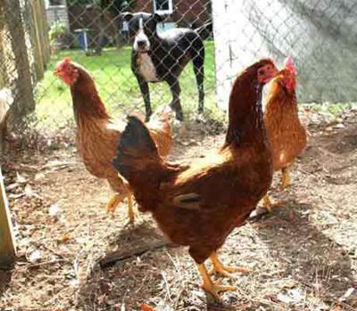 Columbia Cops Want A New Toy West Columbia Bans Backyard Chickens
