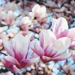 With S.C. cities among the worst for allergy sufferers, getting shots can help