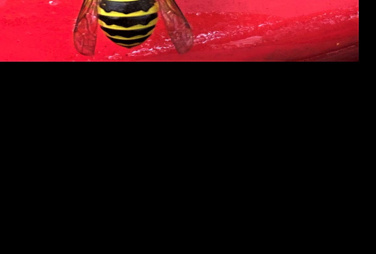 Ecoviews Are Yellow Jackets Disappearing Features Postandcourier Com